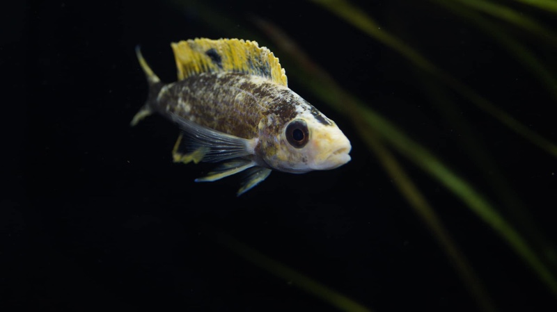 Paracyprichromis brieni 'Milima Island'